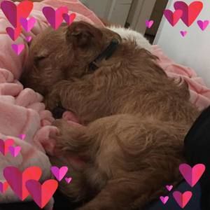 Meet your Posher, Carina